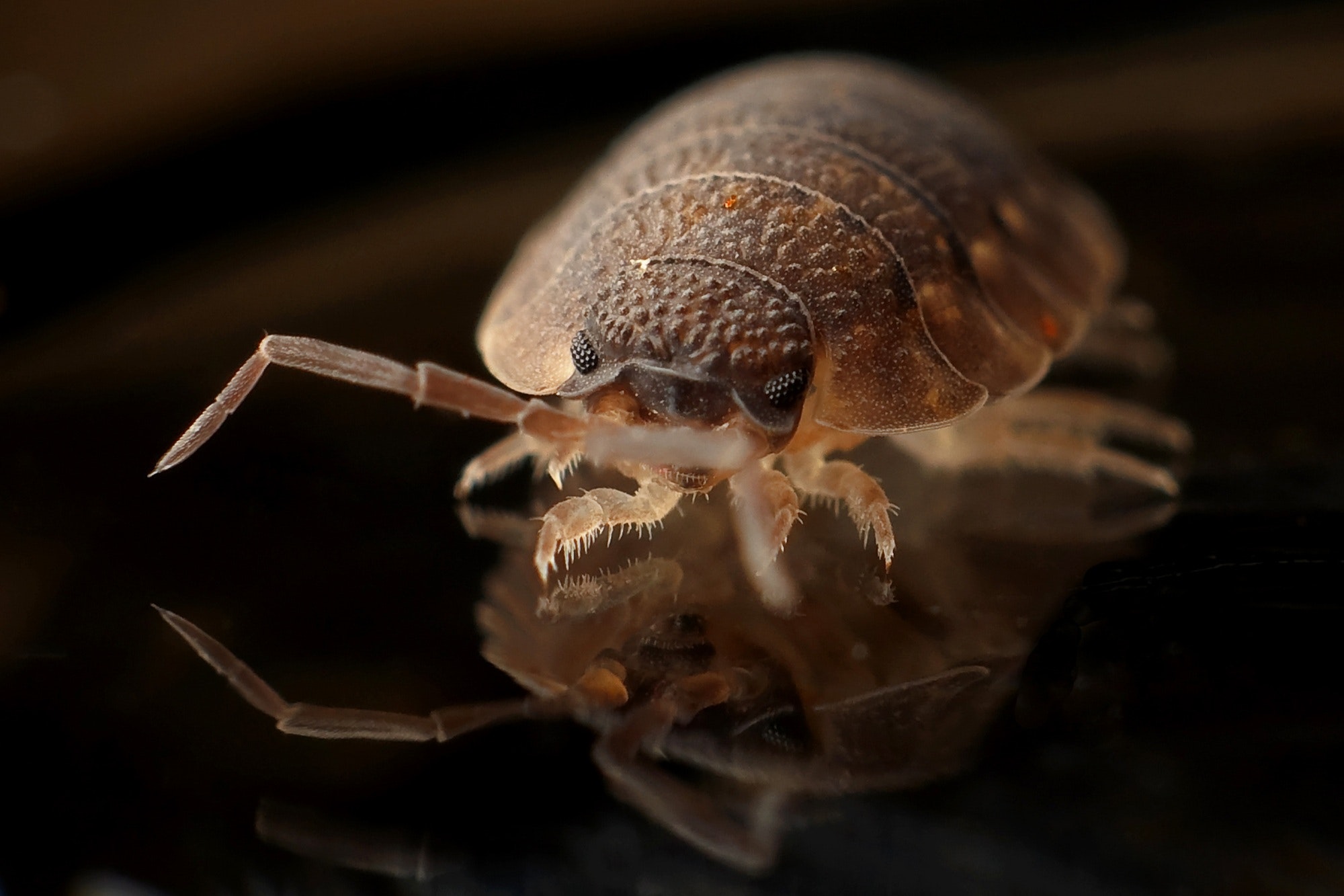 can ozone kill bed bugs