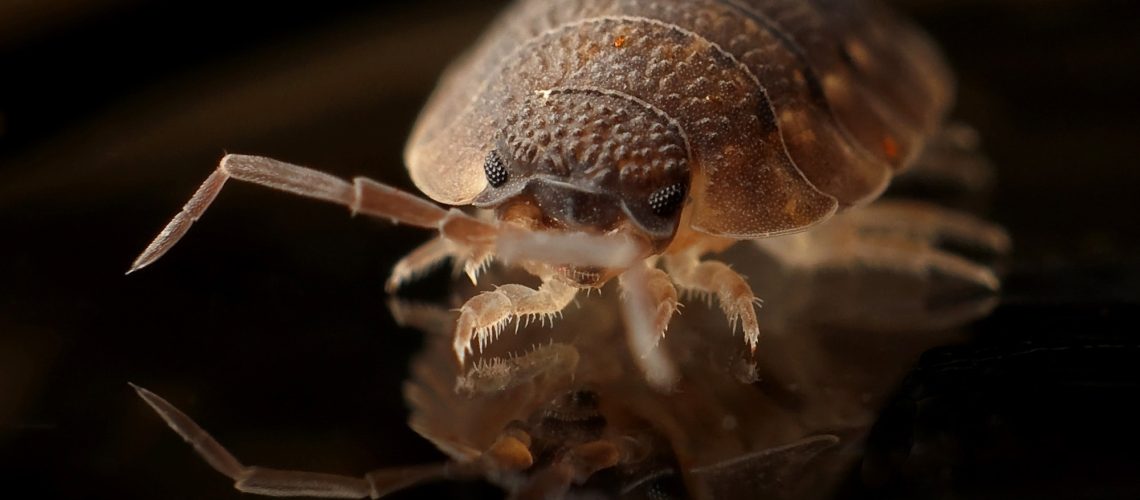 can ozone kill bed bugs